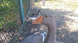 ГУСИ ОКРУЖИЛИ И ЩИПАЮТСЯ! 😁❤️🪿