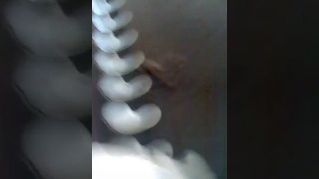 Grammostola aureostriata смотреть онлайн