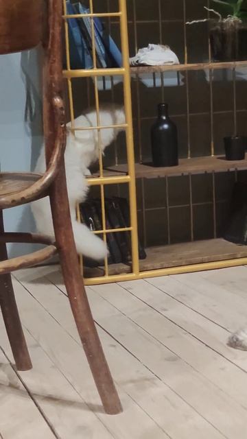 #шотландскийкотенок #хайлендстрайт #хайленд #серебристая шиншилла