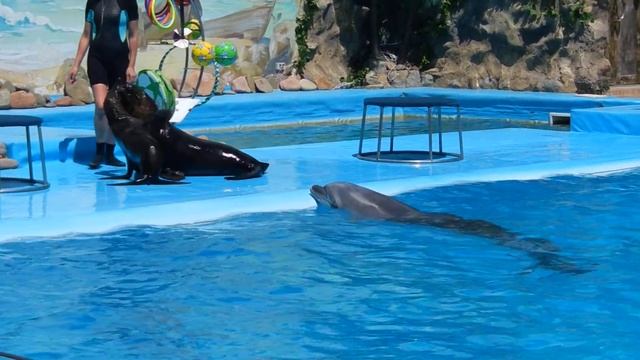 Дельфинарий Nemo Харьков смотреть онлайн