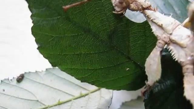 PSG-9 extatosoma tiaratum eet braam смотреть онлайн