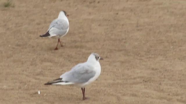 СТАЯ ЧАЕК КРАЧЕК НА БЕРЕГУ ОЗЕРА смотреть онлайн