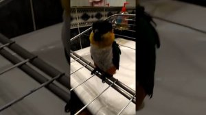 Попугай Каик Кузя балуется