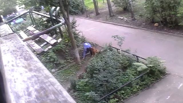 Пьяные. Собаки. Ржака. Смотреть до конца. смотреть онлайн