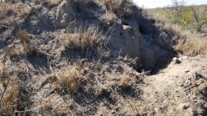 📹 Леопард охотится на бородавочника.