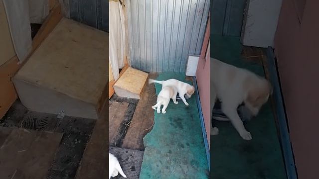играю с юными русскими волкодавами. щенки русской псовой борзой, от ДОгона и Черемши, возраст 1меся