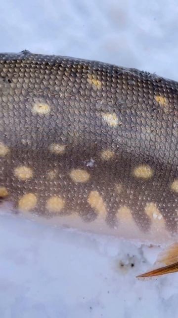 Хищник, атакующий из тени смотреть онлайн