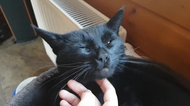 Мусти мурчит смотреть онлайн