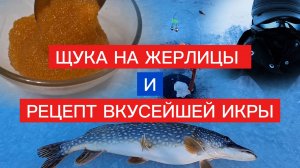 ЛОВЛЯ ХИЩНИКА на ЖЕРЛИЦЫ и РЕЦЕПТ ЩУЧЬЕЙ ИКРЫ в одном видео.