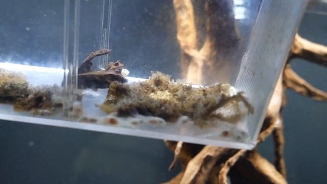 FINALLY Breeding Albino L333 King Tiger Plecos смотреть онлайн