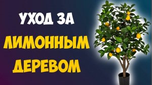 Как Ухаживать за Лимонным Деревом Дома / Уход за Лимонным Деревом