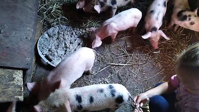 Что🐖 #открыли #свинки????? #Pig i Karina. Малыши... смотреть онлайн