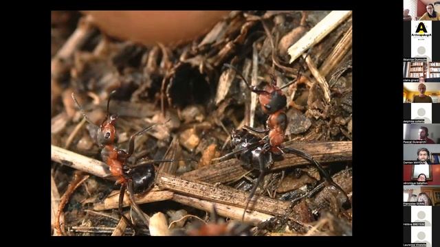 Insectes pollinisateurs : diversité, biologie et écologie (1/2) смотреть онлайн