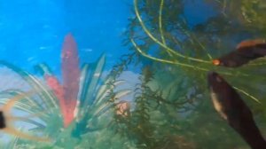 Аквариумные рыбки Меченосцы Моллинезия Пецилия Коридорасы