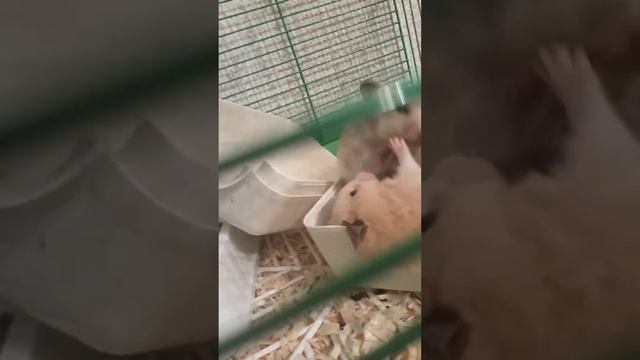 хомяки даже хоть и милые но очень сильно кусаются. смотреть онлайн