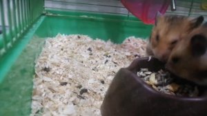 Как кушают хомяки