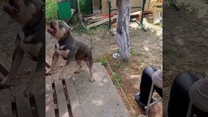 Отличие кане-корсо от булли #канекорсо #канекорсоитальяно #булли #американскийбулли