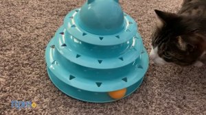 Kitties Review Cat Toy Towers! Which One Is More Fun For Your Cat?