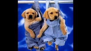 Baha men-Who let the dogs out