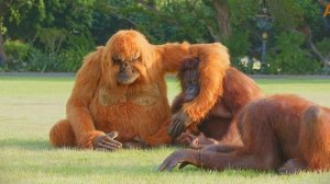 Animalia Orangutans Rambo and Prince make a new friend