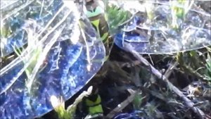 Blue Hawker laying eggs / Blauwe Glazenmaker legt eitjes (Aeshna Cyanea)