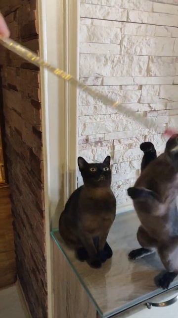 Американские бурмы. Валя и Мура. Играют. Питомник WILDANGEL смотреть онлайн