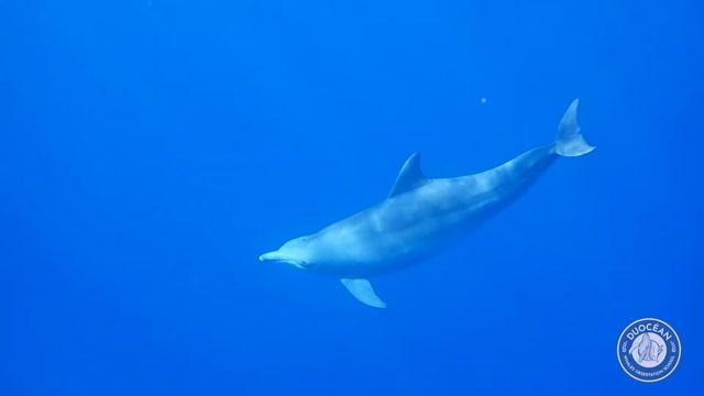 obs 3 janv aduncus смотреть онлайн