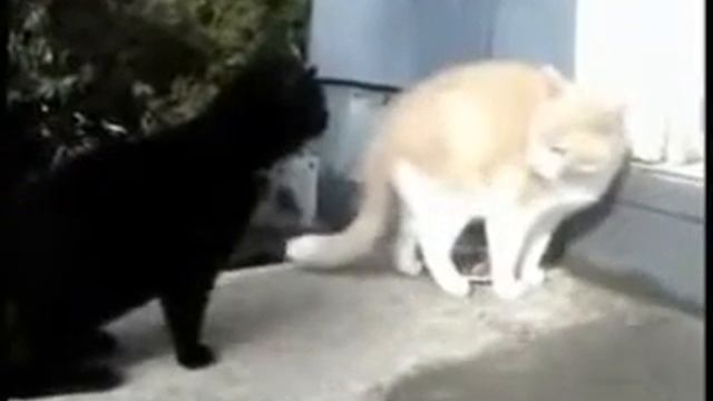 котэ ржач смотреть онлайн