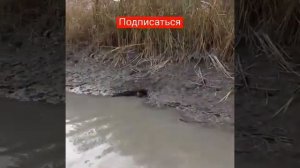 Охота норки на ондатру