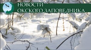 Новости Окского заповедника от 7 февраля 2025 г.