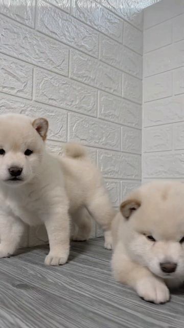 Белые сиба-ину щенки #puppy продажа ЕКАТЕРИНБУРГ доставка в любые регионы смотреть онлайн