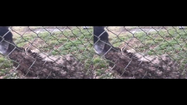 #vr #3D EMU Strutting At Whipsnade Zoo смотреть онлайн