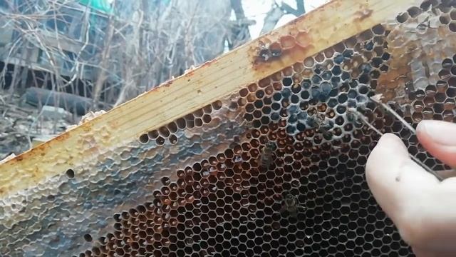 ⚡⚡⚡Подмор в ячеек, 8 Марта 2020 год✨ смотреть онлайн