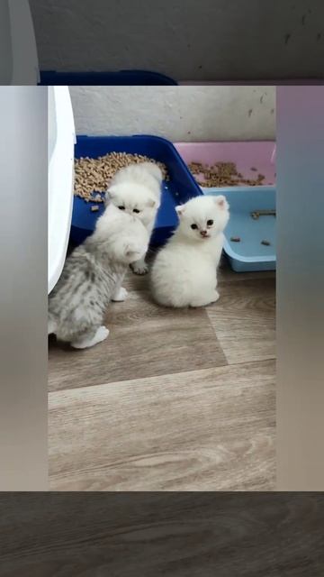 Британцы серебряного окраса смотреть онлайн