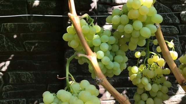 Дуже ранній виноград, кишмиш Італійської селекції Валентино