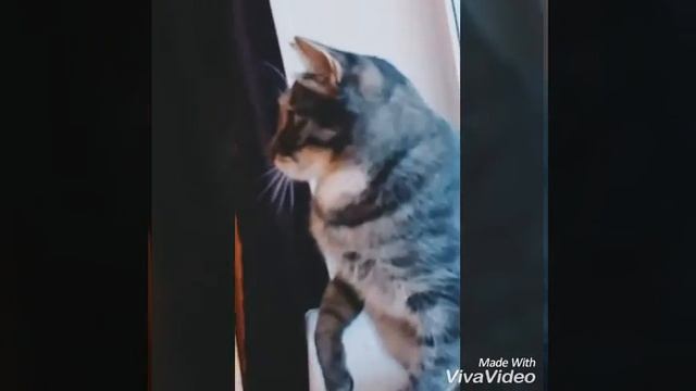 Показ Симы! смотреть онлайн