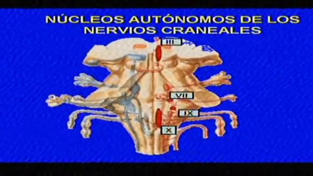 MORFO 2 CLASE 9 смотреть онлайн