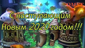 246. ВАШИ КОММЕНТЫ РОДНЫЕ и НЕ ТОЛЬКО...