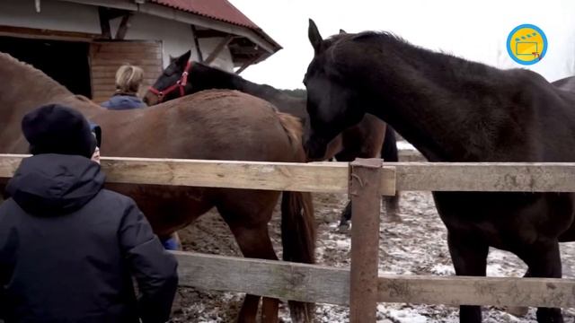 В гостях у лошадей "Вольные кони" смотреть онлайн