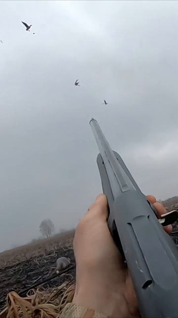 ОХОТА НА ГУСЯ 2024! КРАСИВЫЕ НАЛЕТЫ! МНОГО ГУСЯ НА КАНАЛЕ ОХОТА МОЯ ЖИЗНЬ!!!  #hunting #shortsvideo