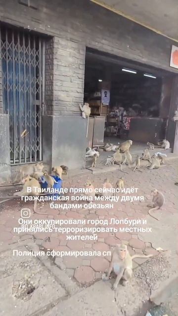 Обезьяны атакуют город #travel #обезьяны #monkey смотреть онлайн