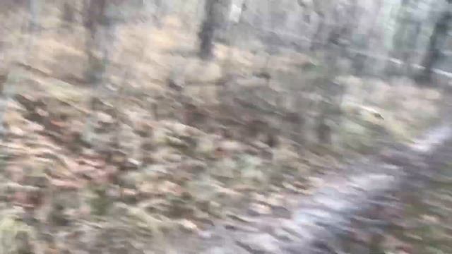 Охота на лося! Два лося вышли на номер! смотреть онлайн