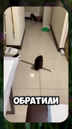 😹 ROMEO BARSKIY 😻 КАК МЕНЯ ШТЫРИТ 🙀