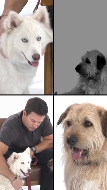 Co jest lepsze niż psy❓🐶🐕 #kino #markwahlberg #premiera #psy смотреть онлайн