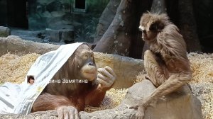 Орангутан Матику дружит с гиббоном Лизой.