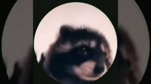 енот танцует под педро педро