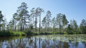 озеро ЛИМАНДРОВО Боровичский р-н