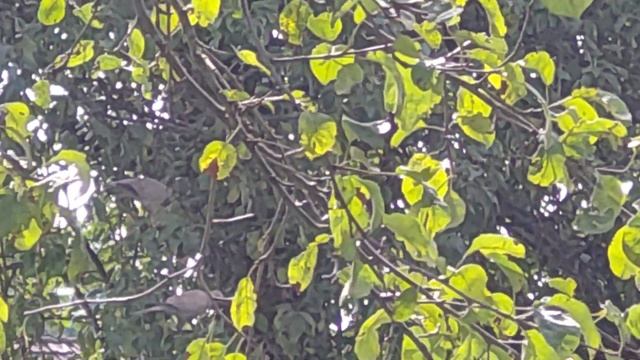 Горлицы прогнали кота от своего гнезда // Turtledoves drove the cat away from its nest . смотреть онлайн