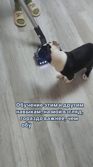 Как воспитывать щенка? Чему важно обучить щенка? #Shorts