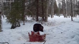 Росомаха приходит к кормушке для беркутов 🐾🌲/ Wolverine comes to the feeding trough